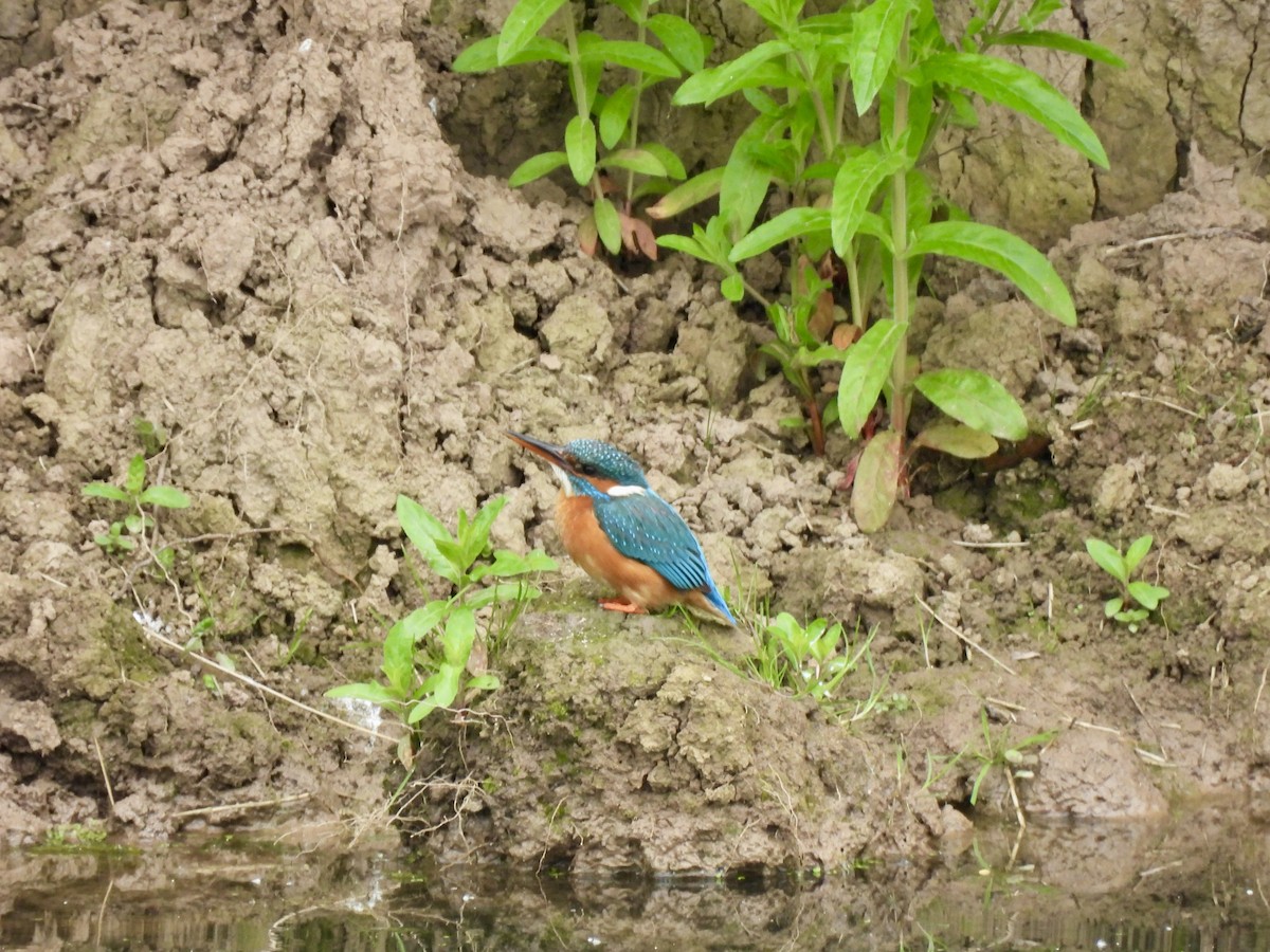 Common Kingfisher - Caroline Quinn