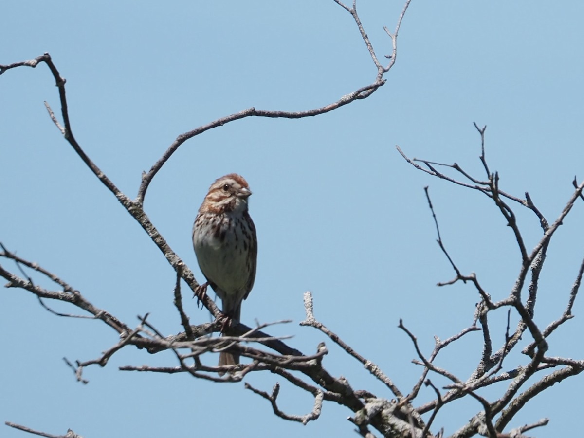 Song Sparrow - Jennifer Reck