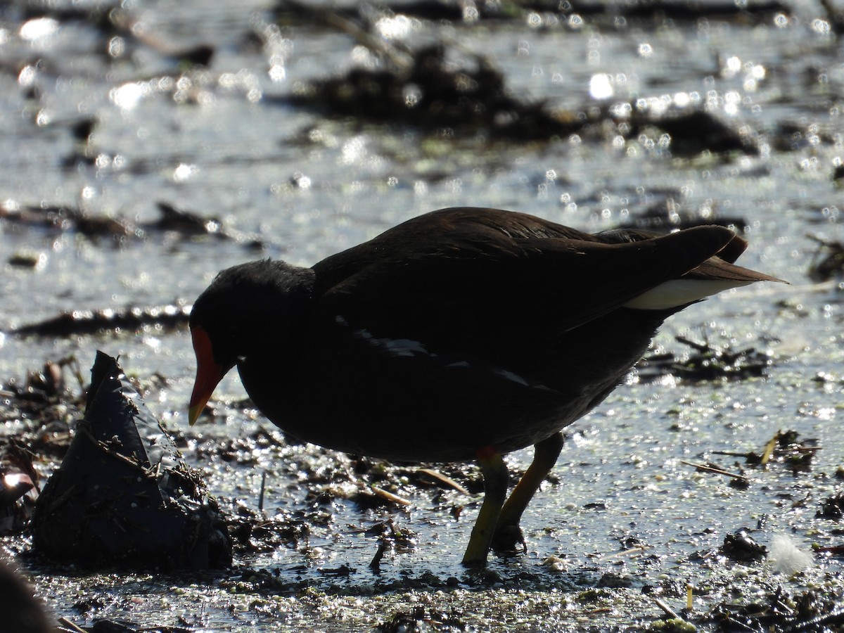 Eurasian Moorhen - Danka Jaksic