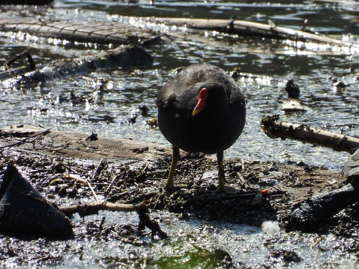 Eurasian Moorhen - Danka Jaksic