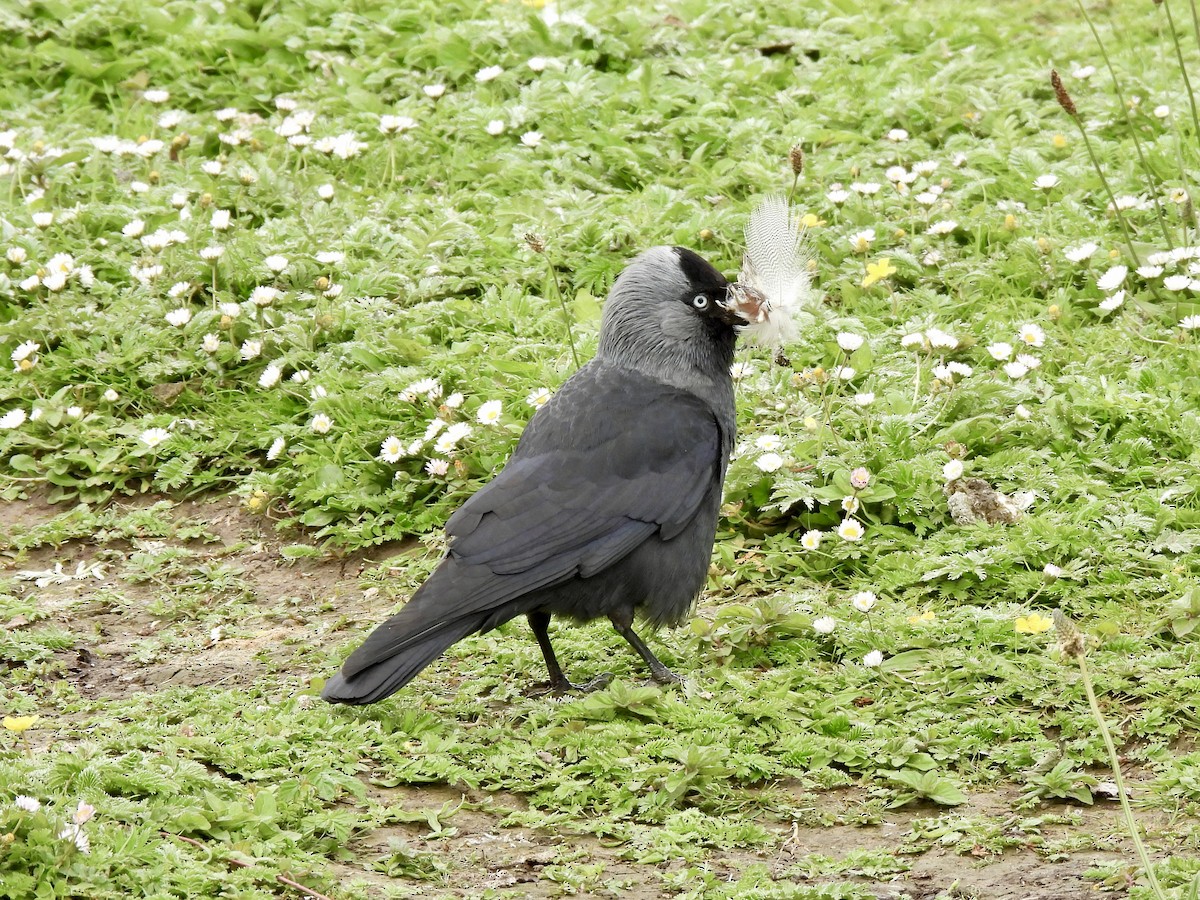 Eurasian Jackdaw - Caroline Quinn