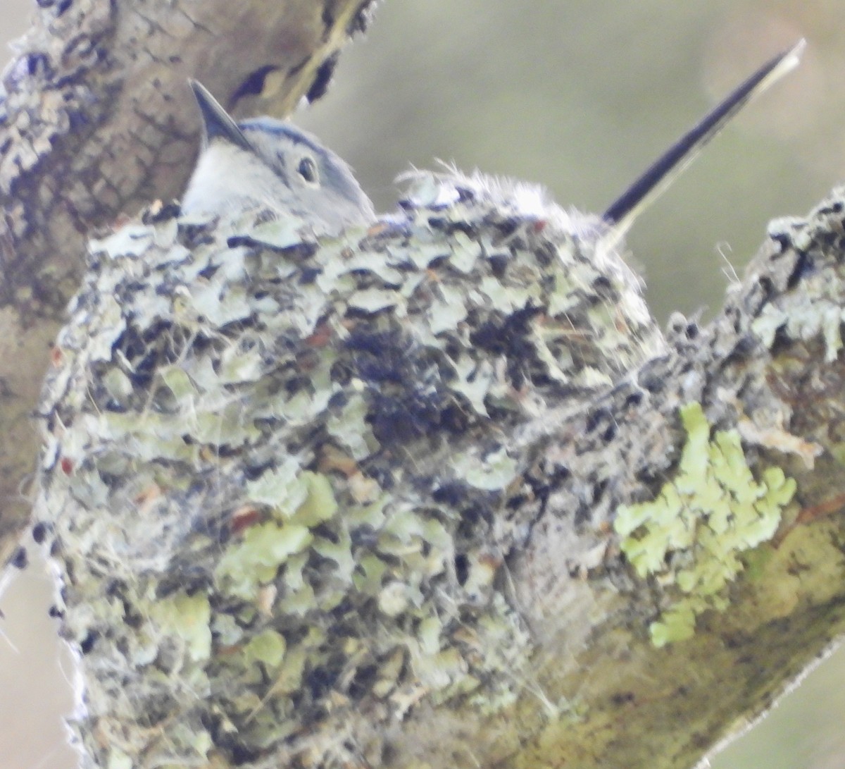 Blue-gray Gnatcatcher - alan murray