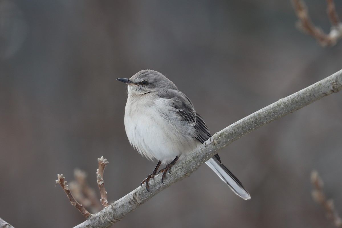 Northern Mockingbird - ML619575134