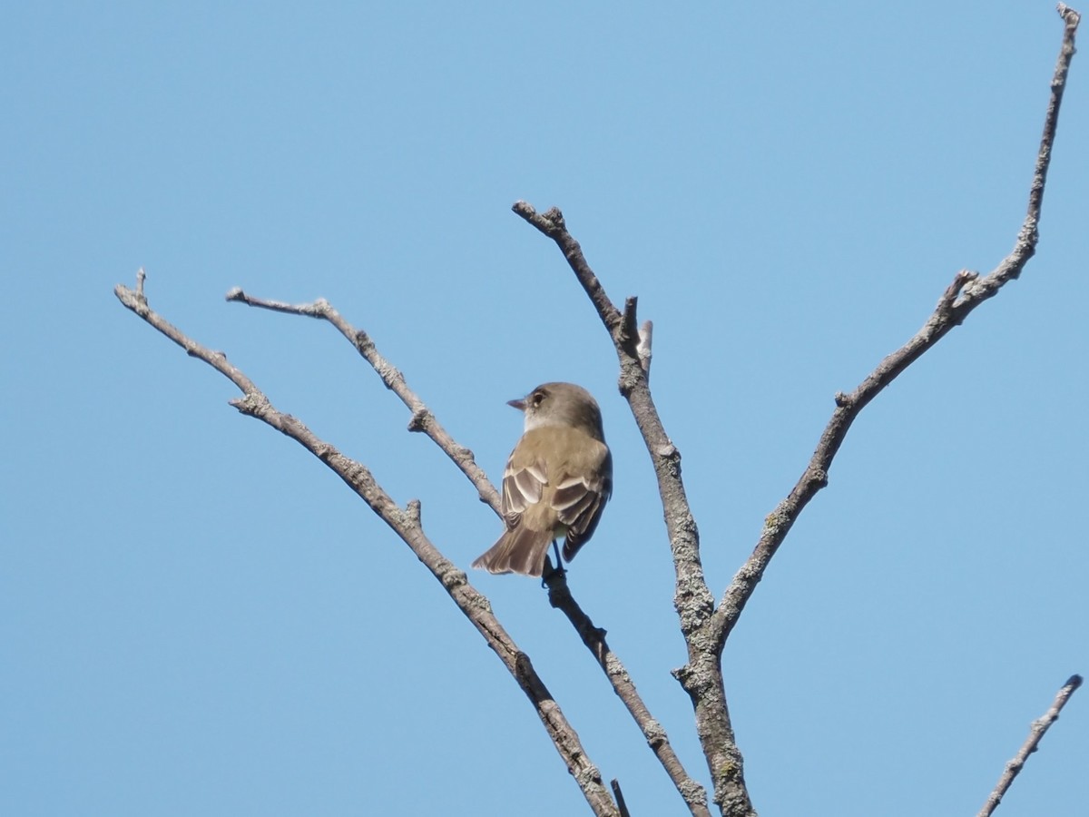 Willow Flycatcher - Jennifer Reck