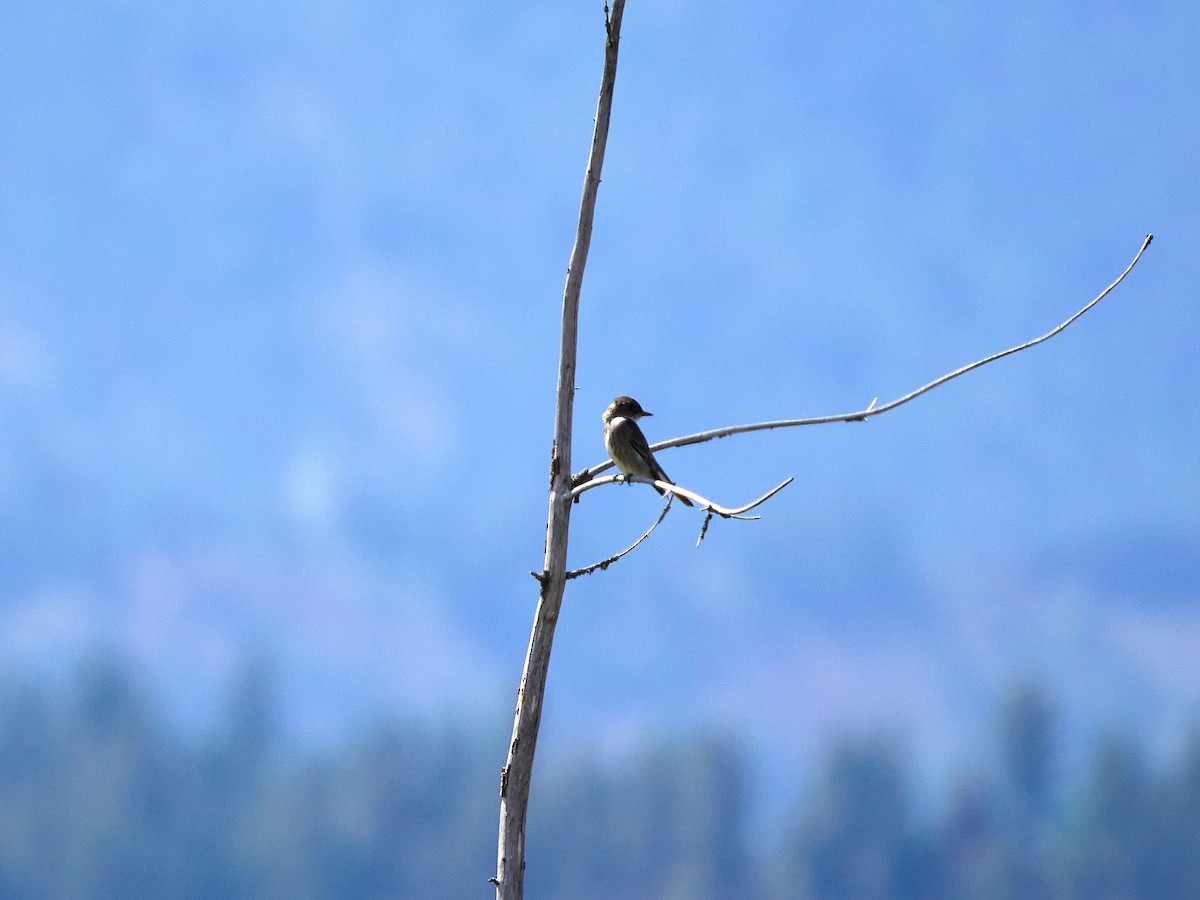 Olive-sided Flycatcher - ML619575138