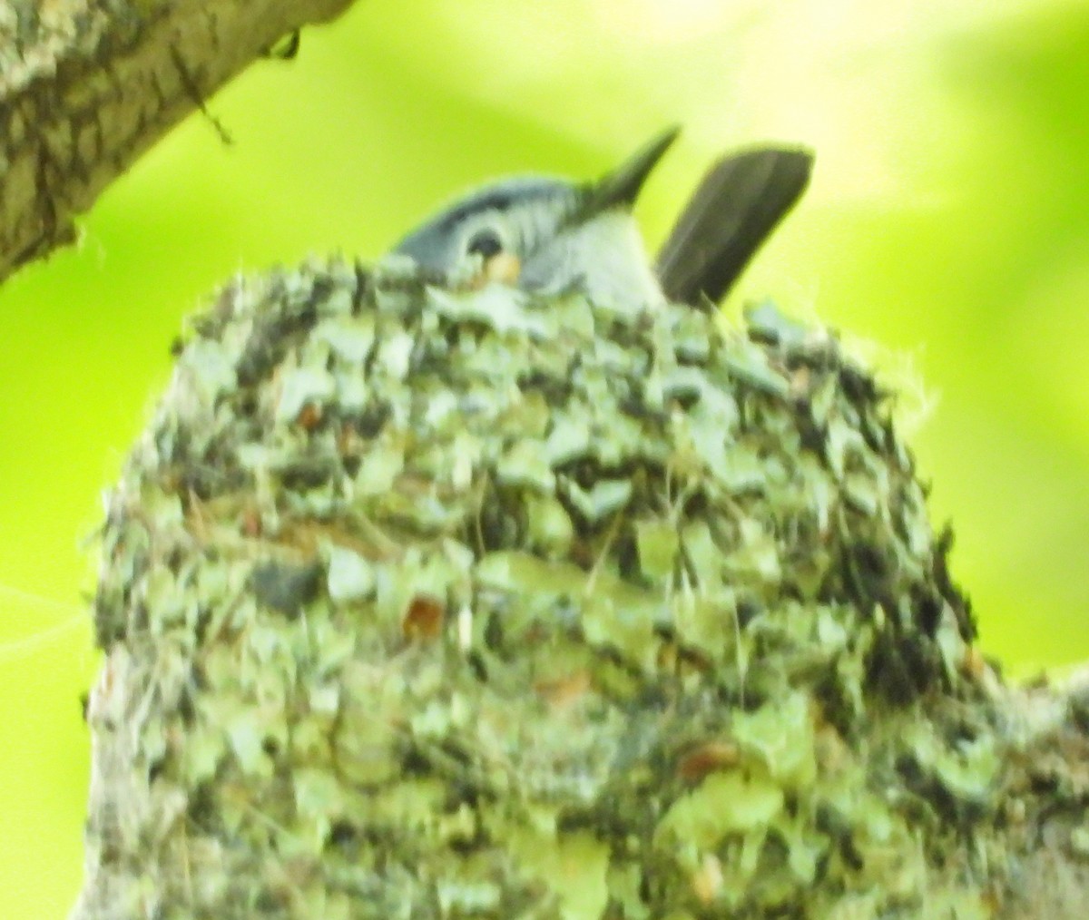 Blue-gray Gnatcatcher - alan murray