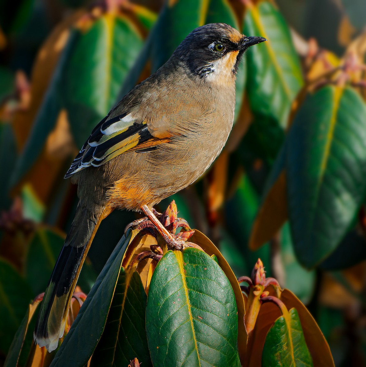 Variegated Laughingthrush - ML619575142