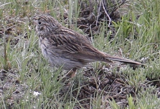 Vesper Sparrow - Bruce Fleischer