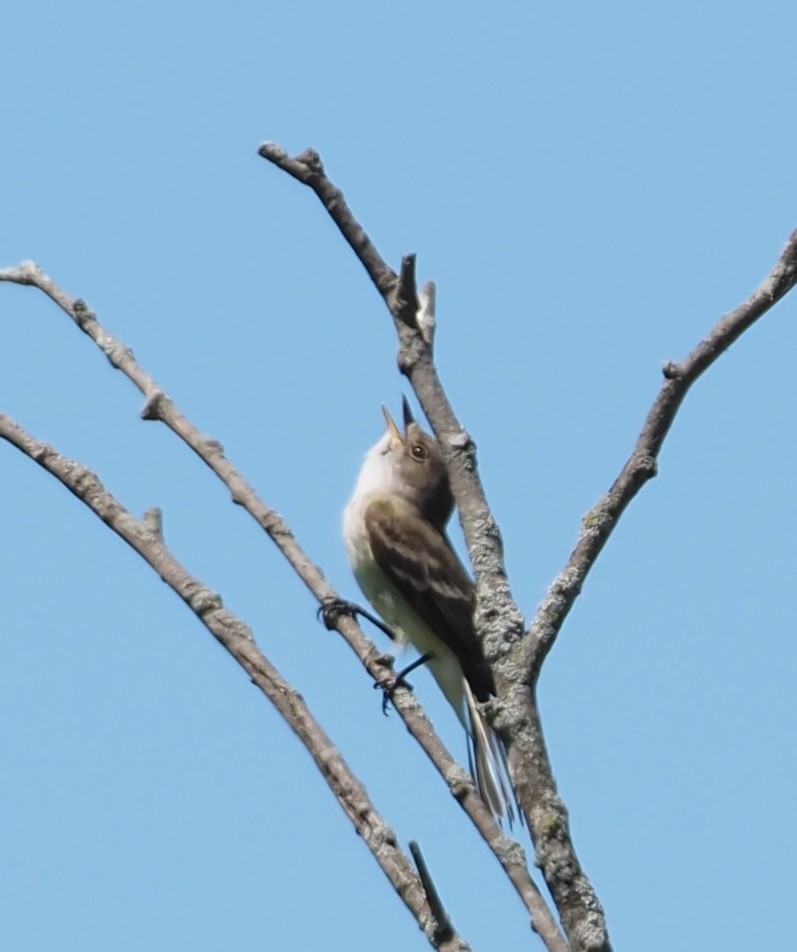 Willow Flycatcher - Jennifer Reck