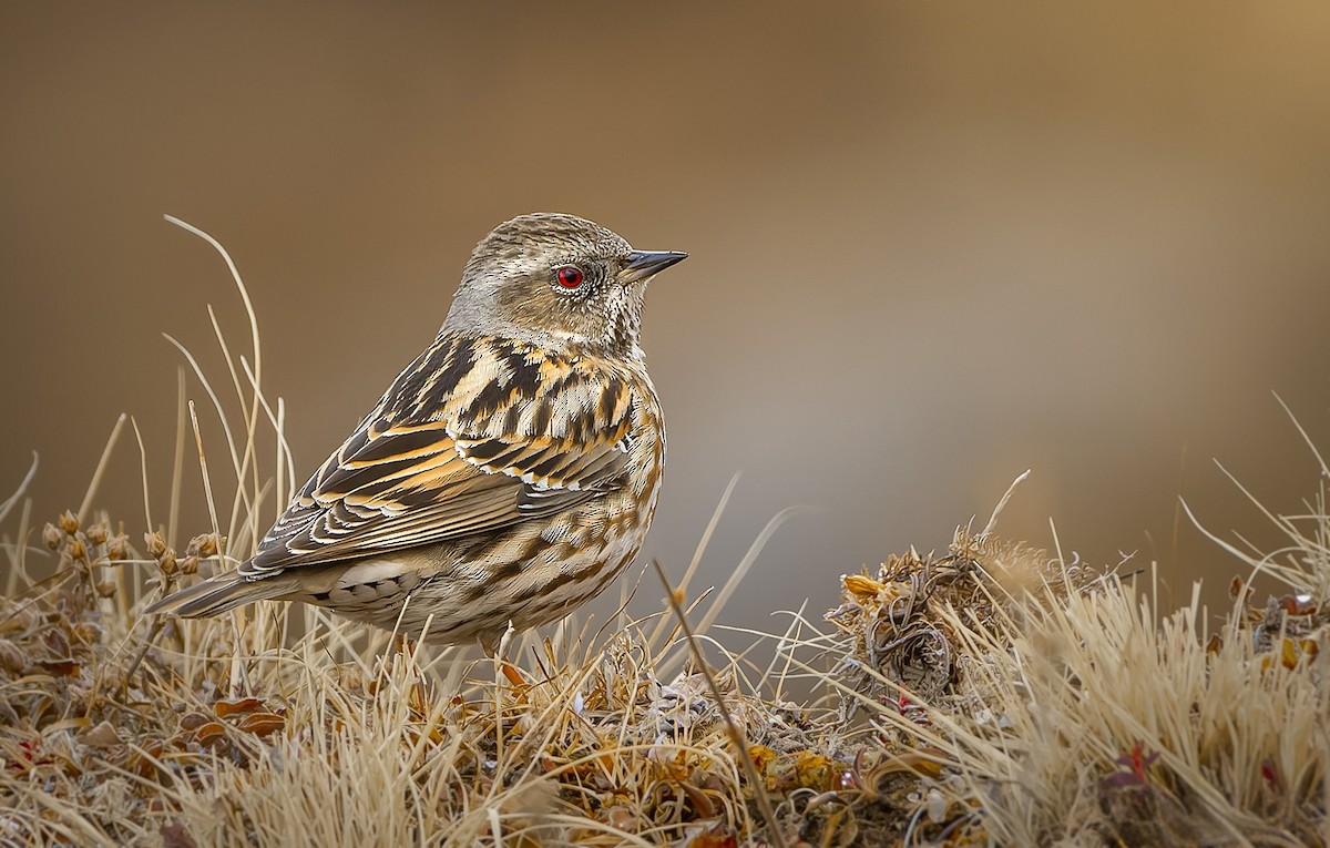 Alpine Accentor - ML619575152