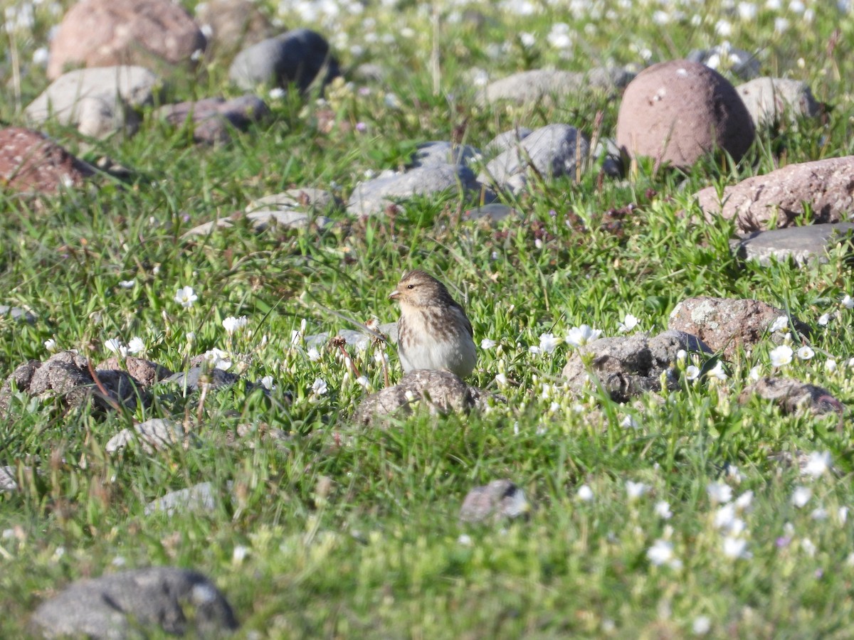 Twite - ML619575158