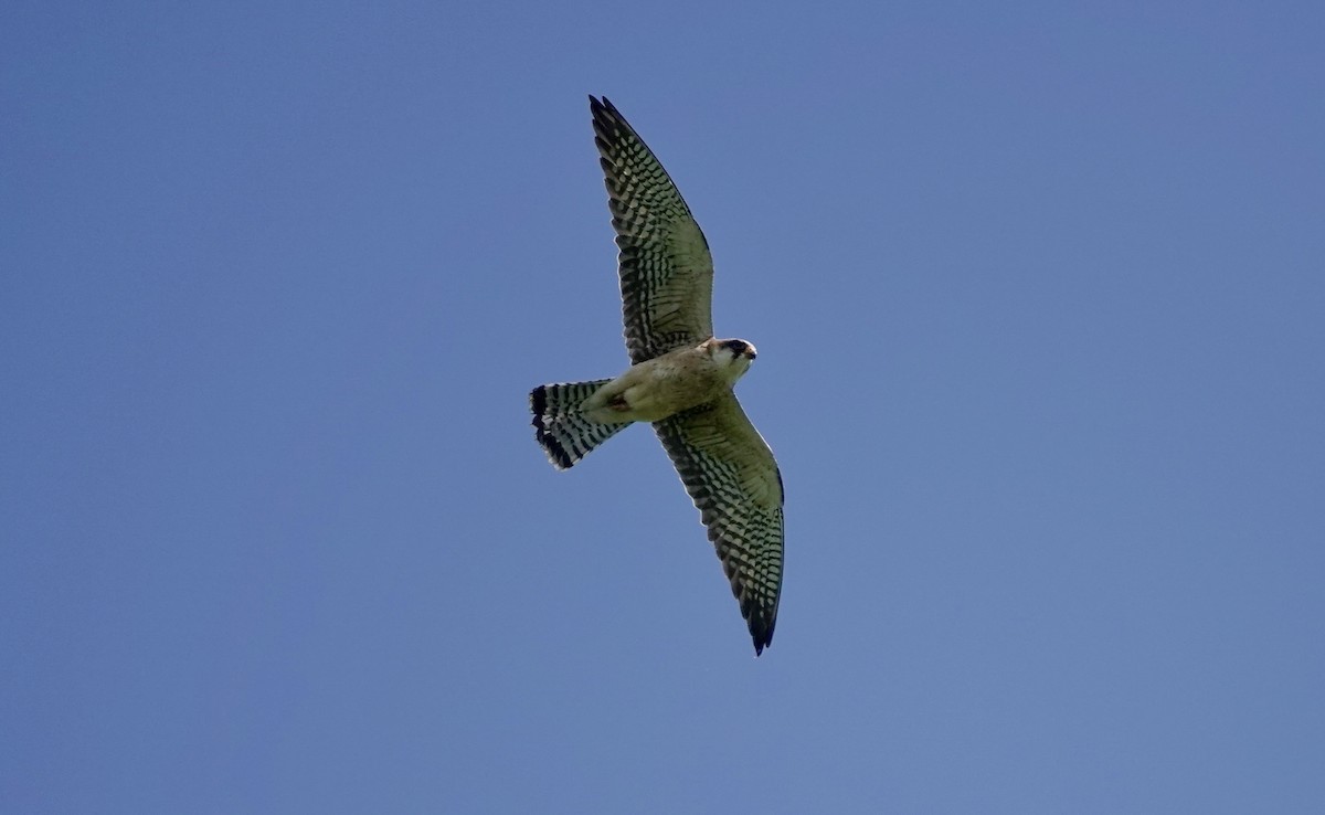 Red-footed Falcon - Adam Marek