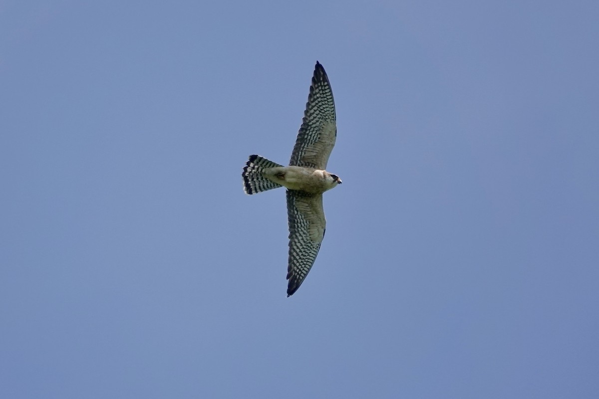 Red-footed Falcon - Adam Marek