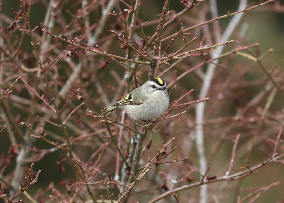 Golden-crowned Kinglet - ML619575165