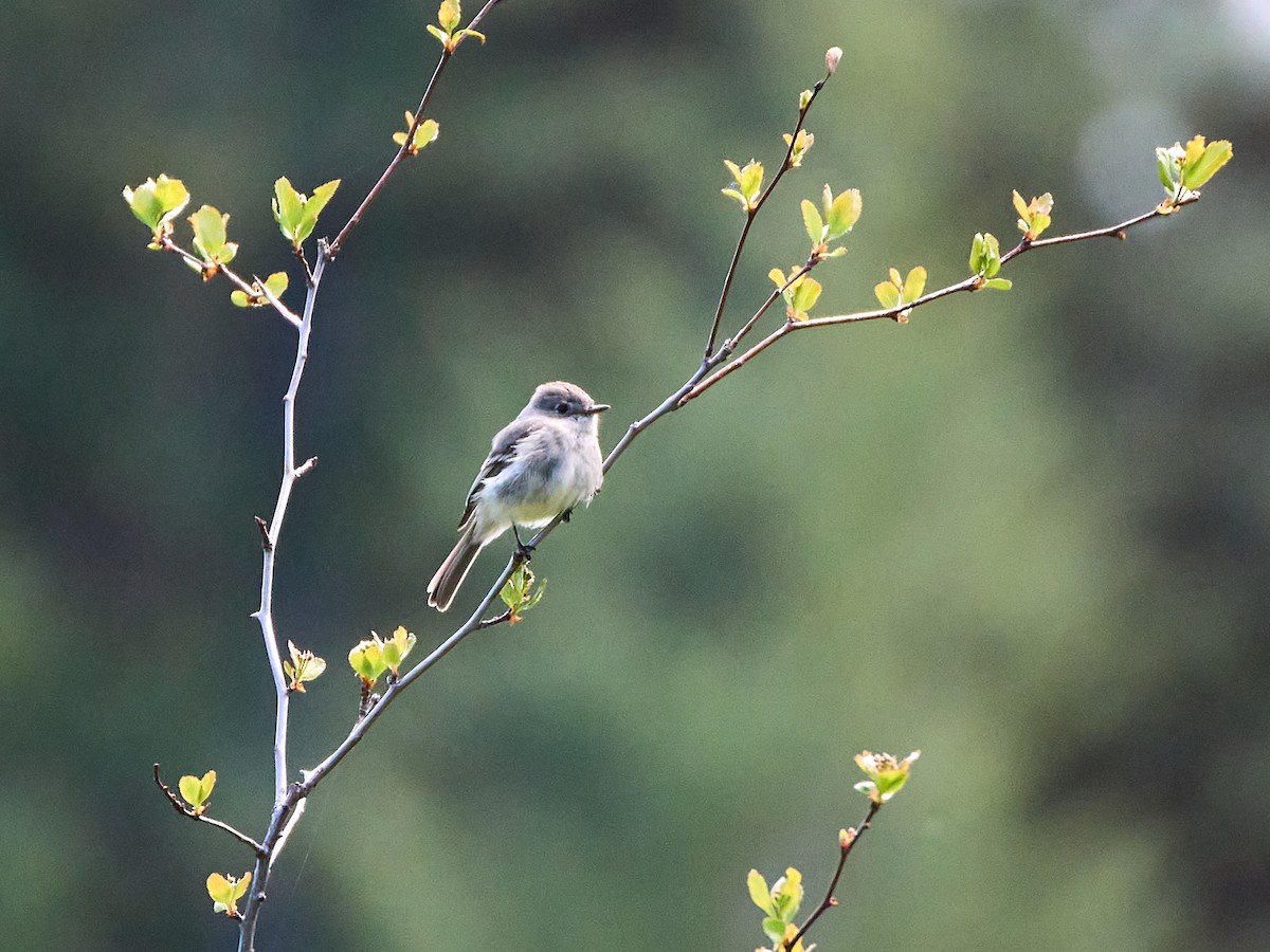 Hammond's Flycatcher - ML619575169