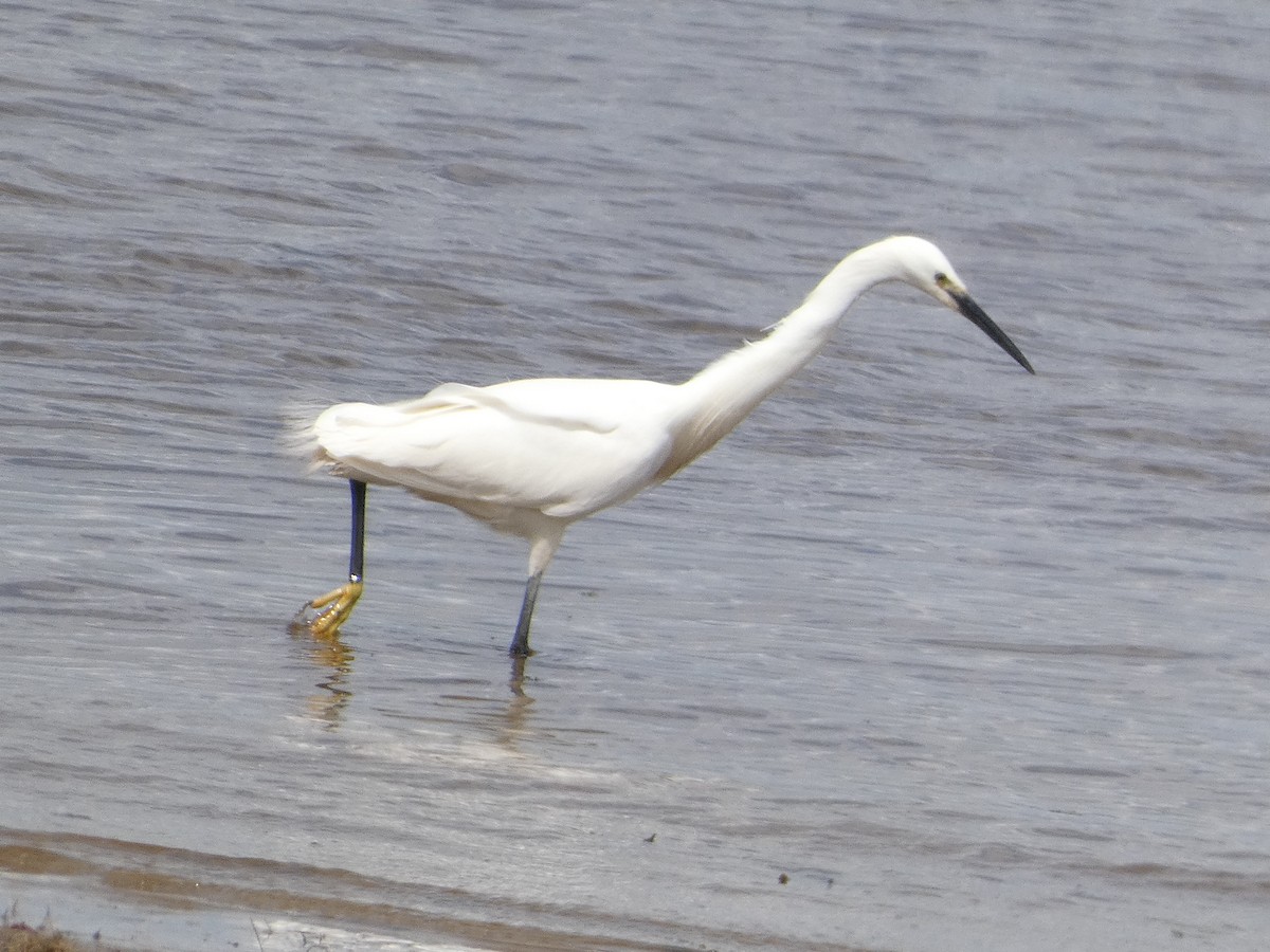 Little Egret - Mike Tuer