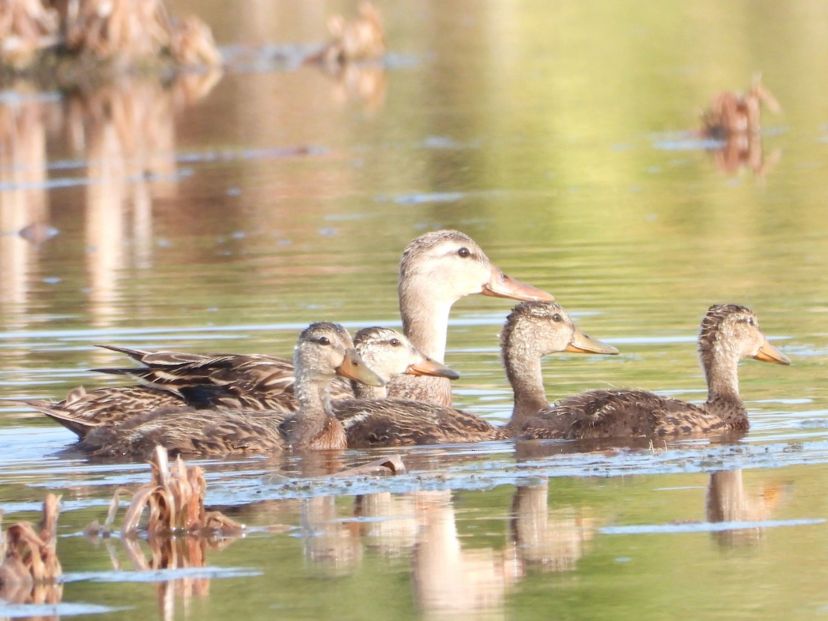 Mottled Duck - Vickie Amburgey