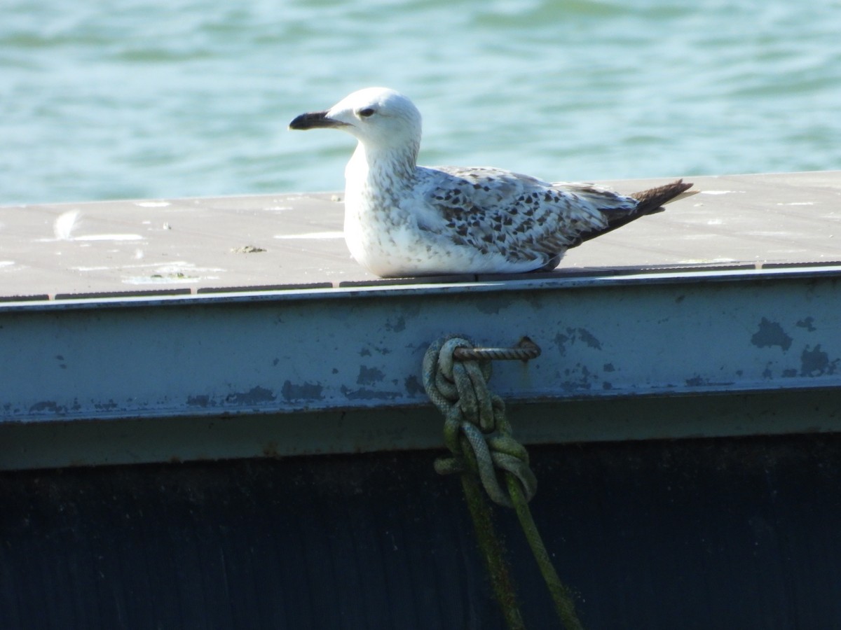 Caspian Gull - Danka Jaksic