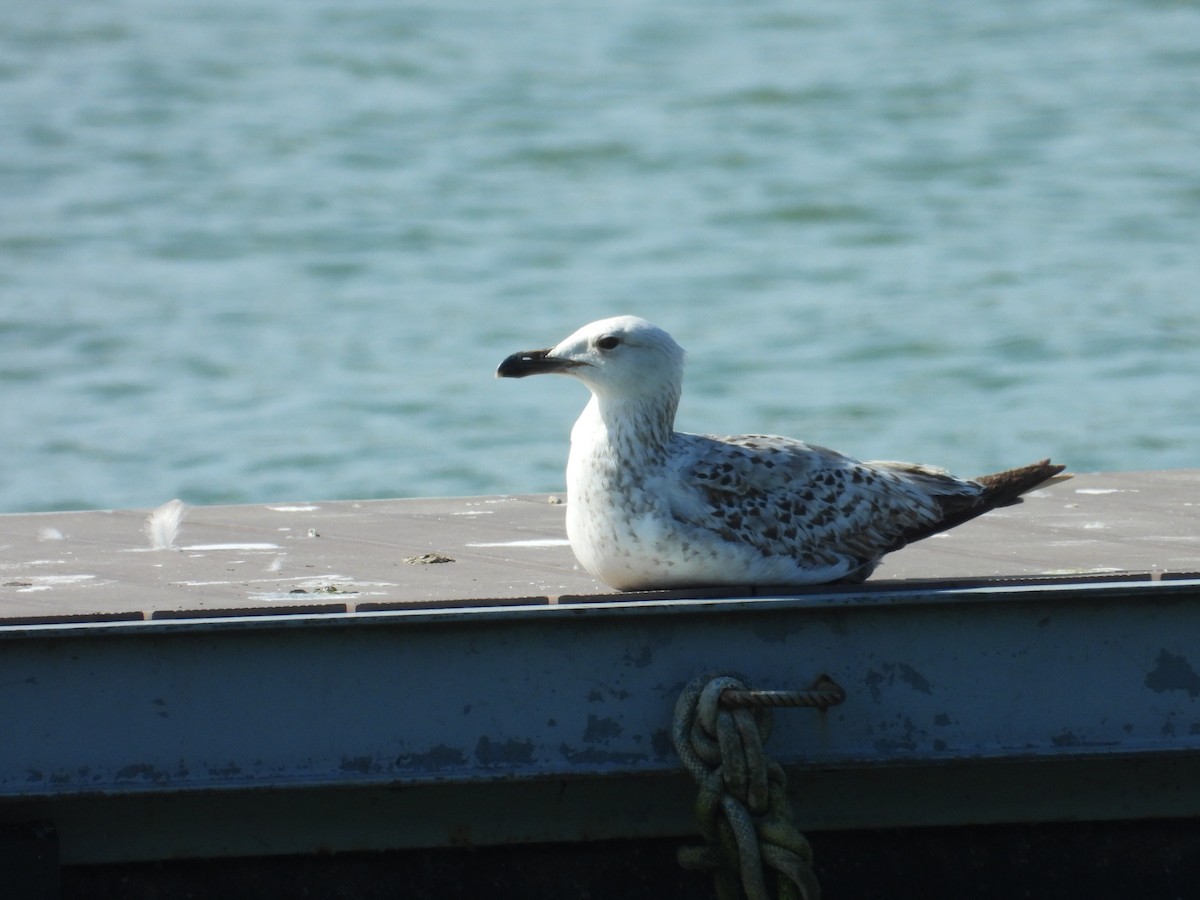 Caspian Gull - Danka Jaksic