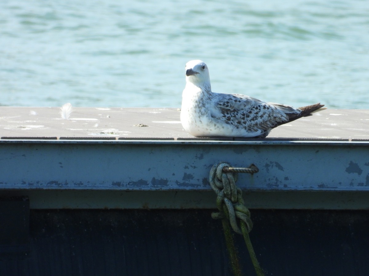 Caspian Gull - Danka Jaksic