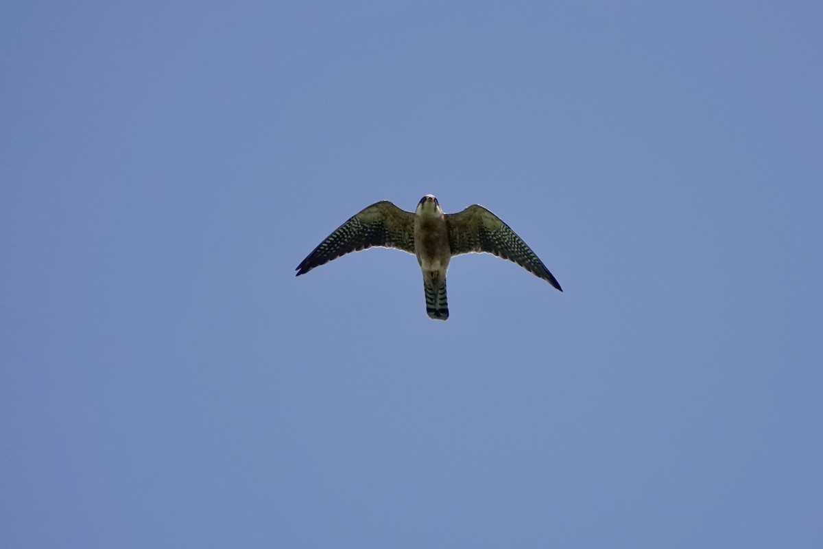 Red-footed Falcon - Adam Marek