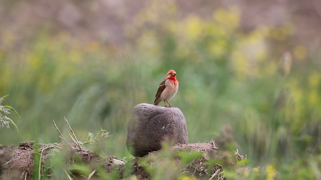 Common Rosefinch - ML619575197