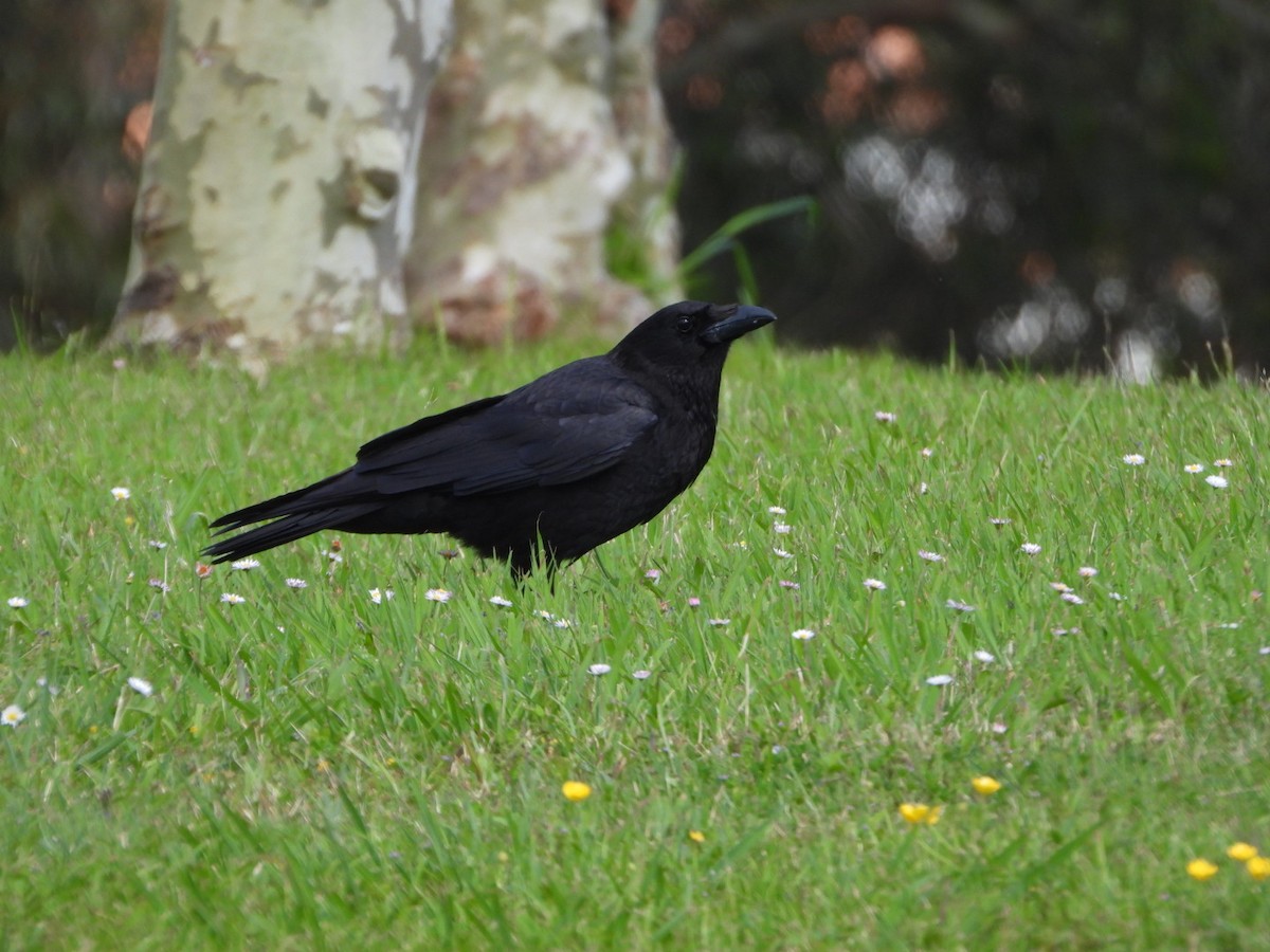 Carrion Crow - Vicente Torres Gómez