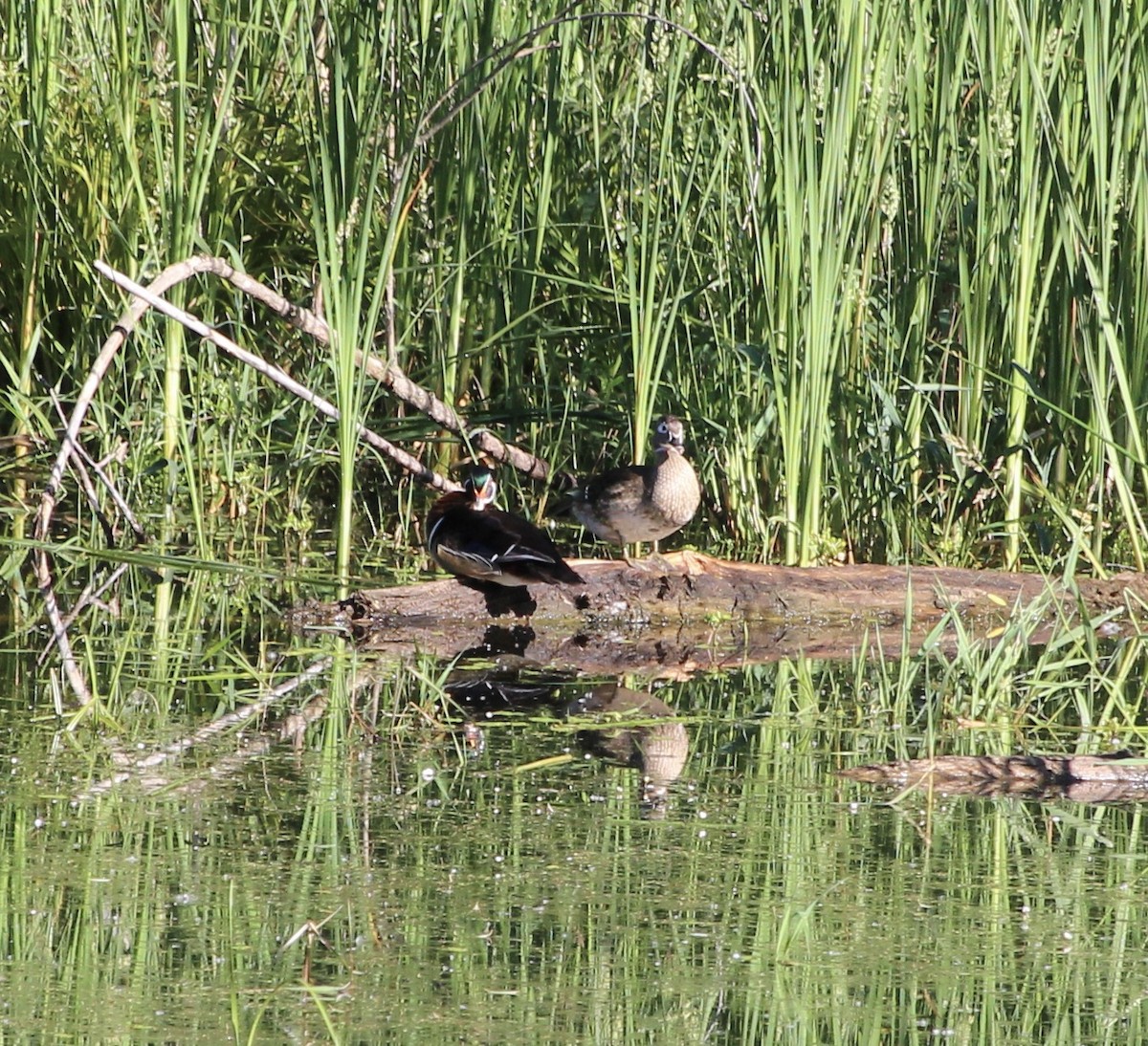 Wood Duck - tim klimowski