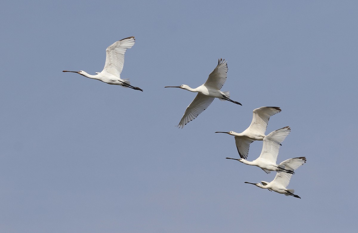 Eurasian Spoonbill - Toni Alcocer