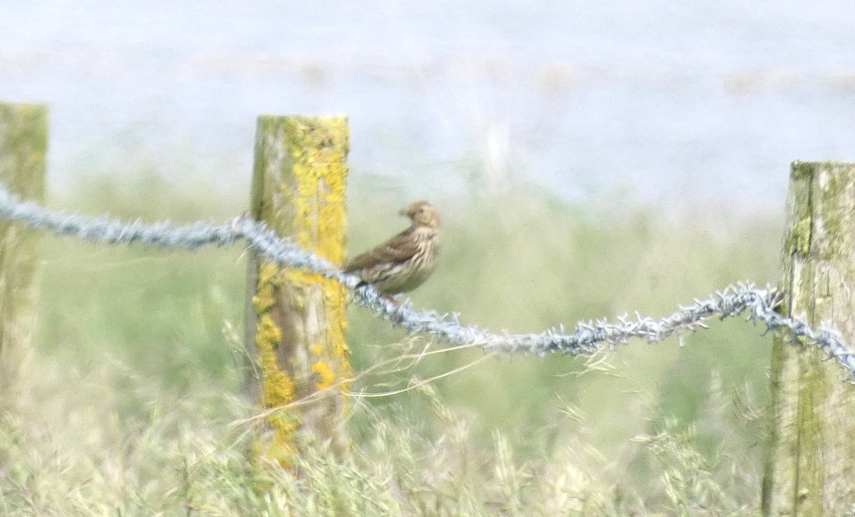 Eurasian Skylark - Mike Tuer