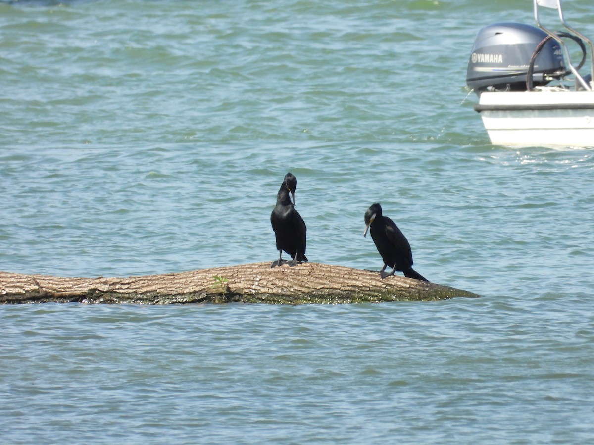 Great Cormorant - Danka Jaksic