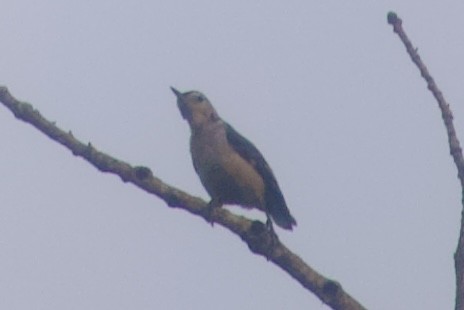 White-breasted Nuthatch - Joel Lowden