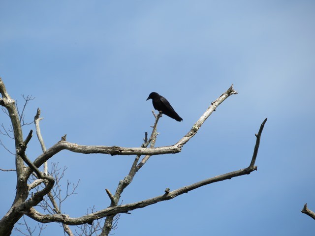 American Crow - Mary Conant