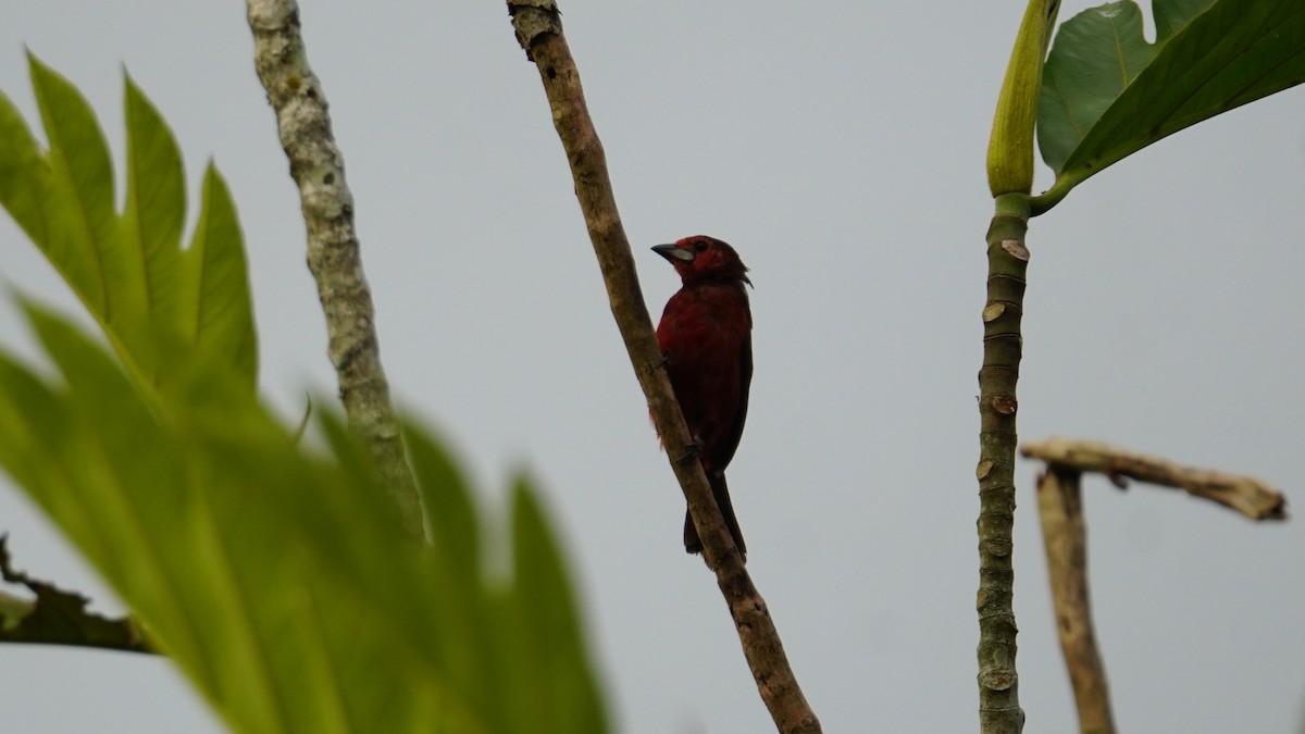 Black-bellied Tanager - ML619575246