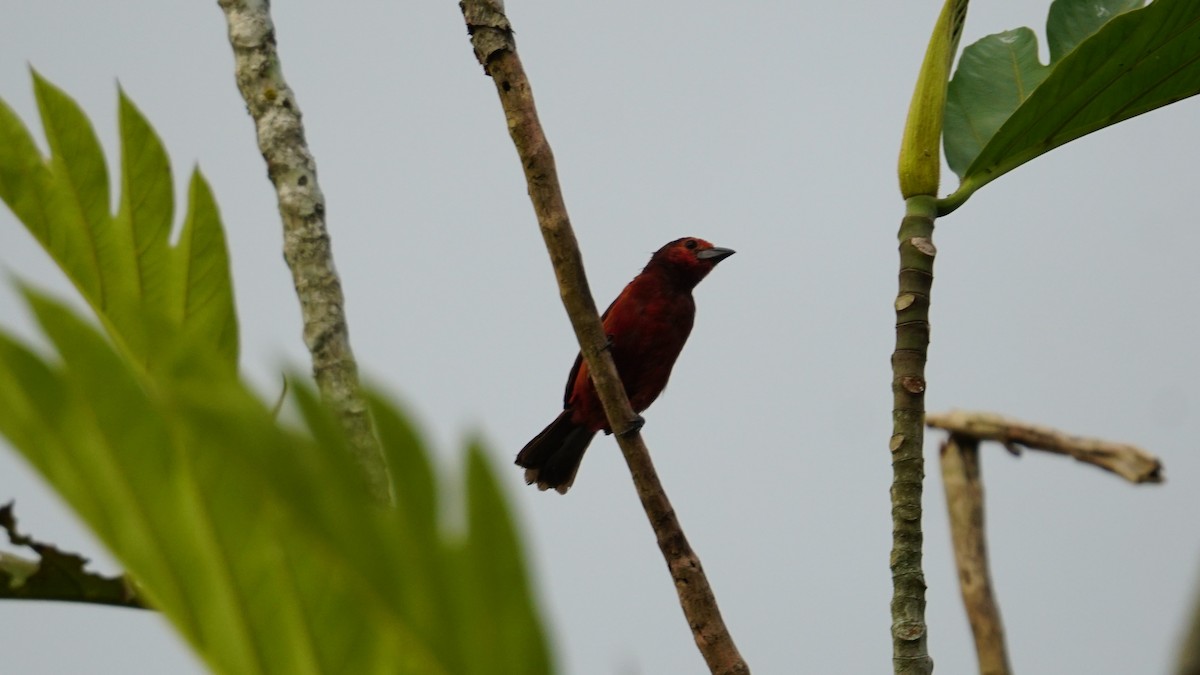 Black-bellied Tanager - ML619575247