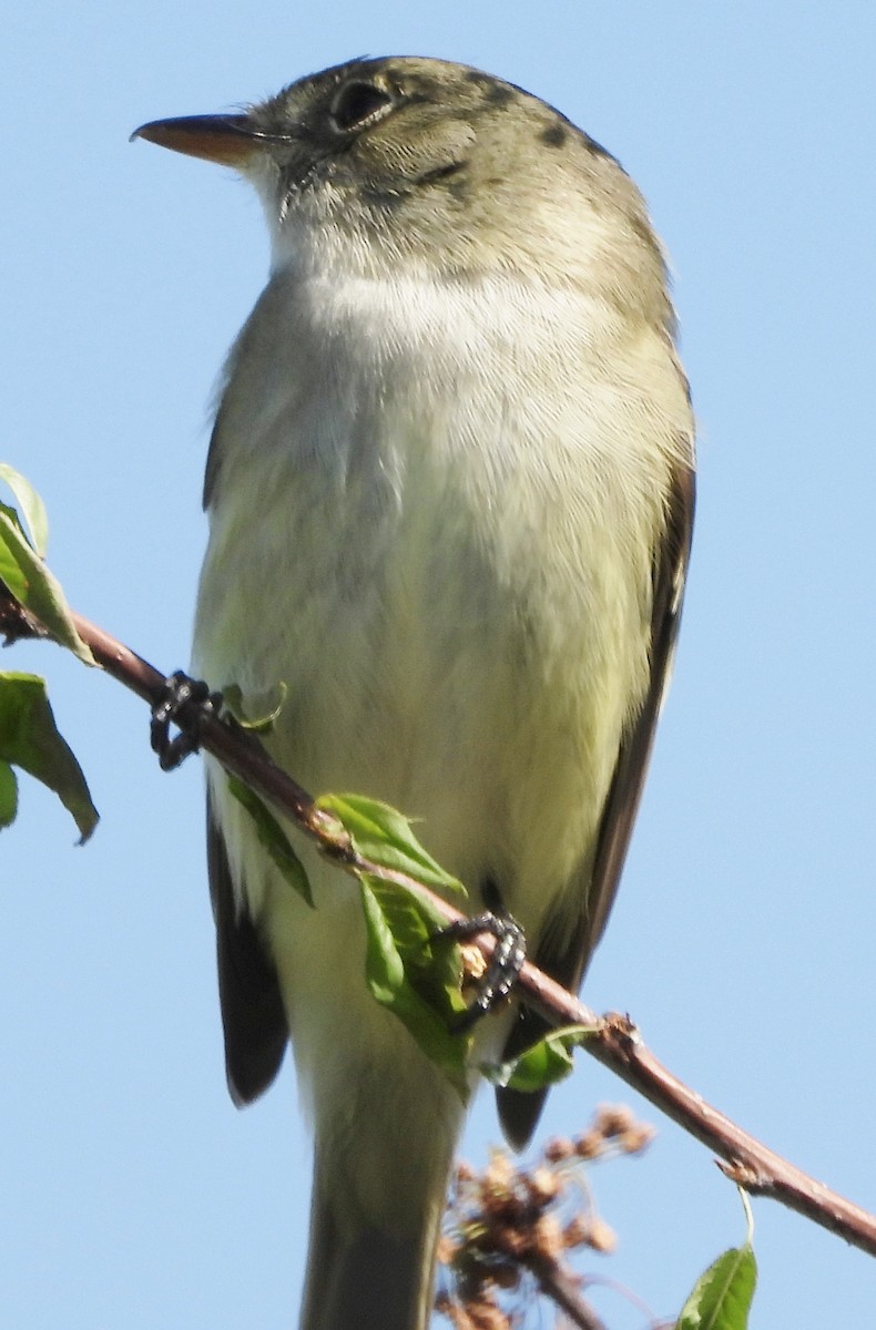 Willow Flycatcher - alan murray