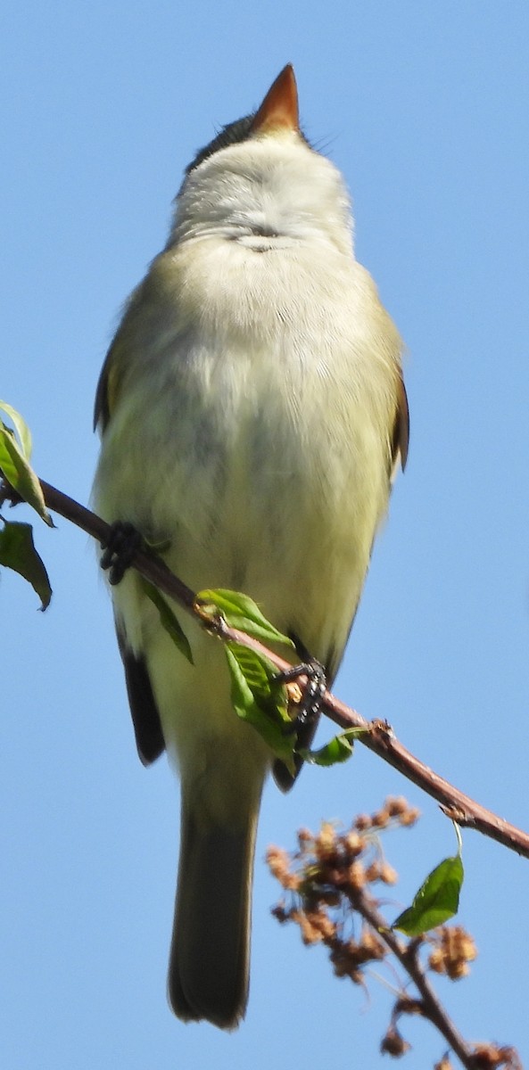 Willow Flycatcher - alan murray