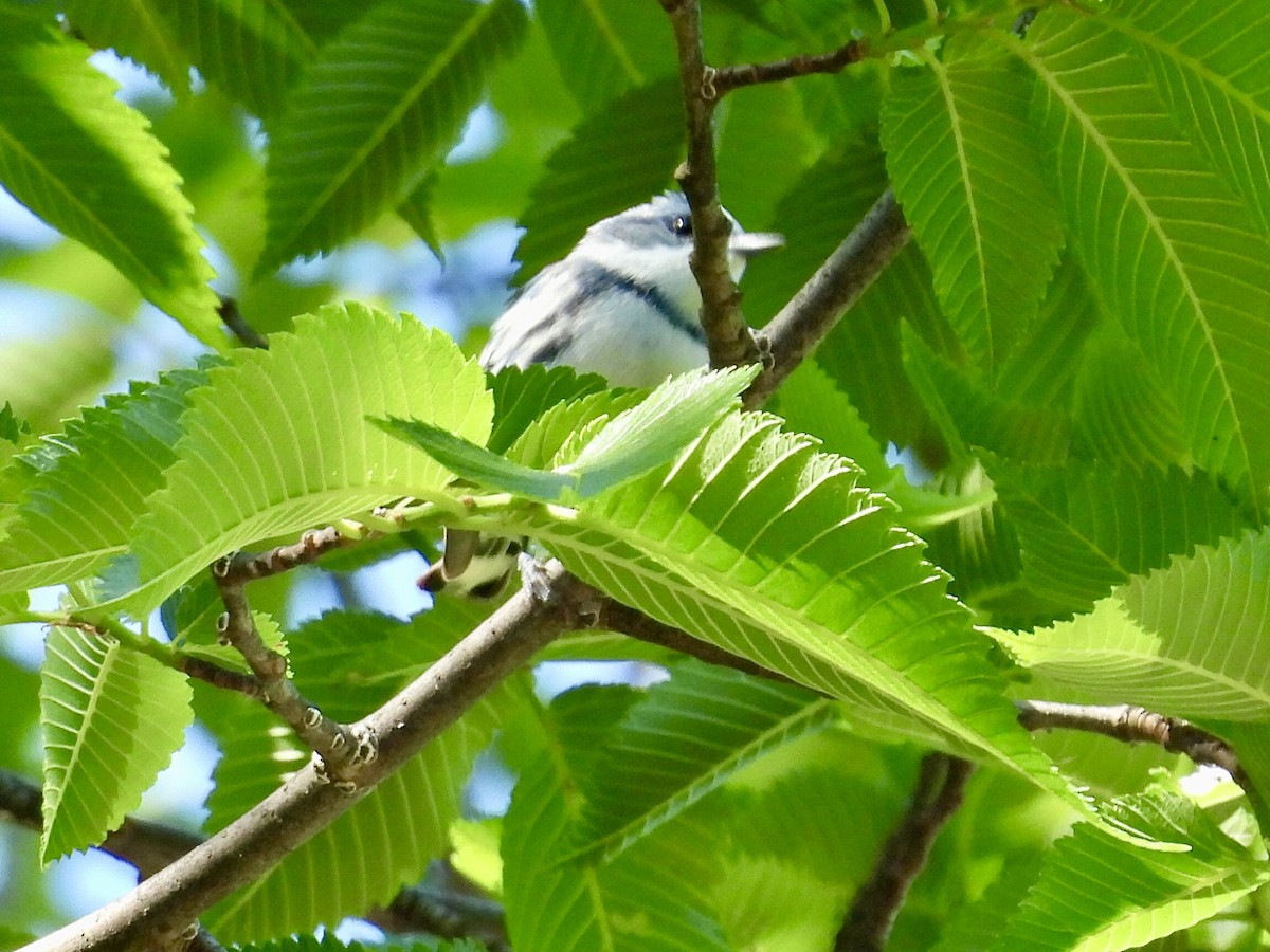 Cerulean Warbler - Isaac Petrowitz