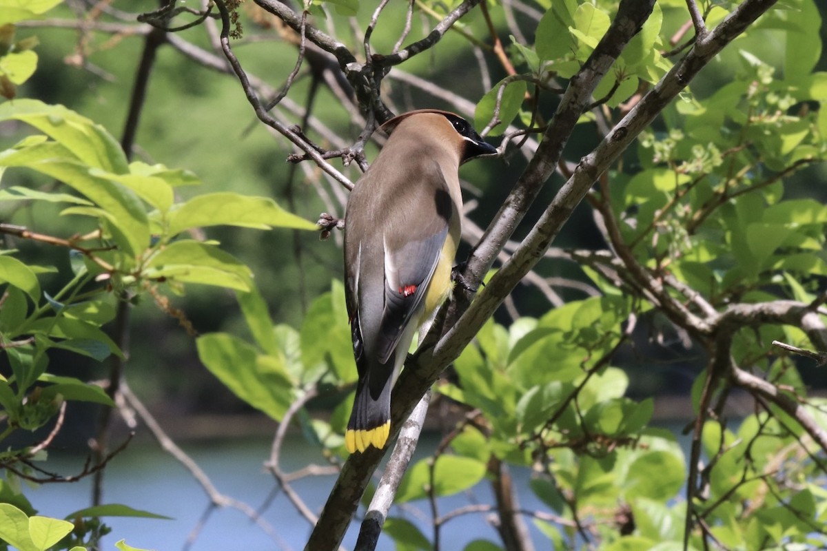 Cedar Waxwing - Carolyn Archer