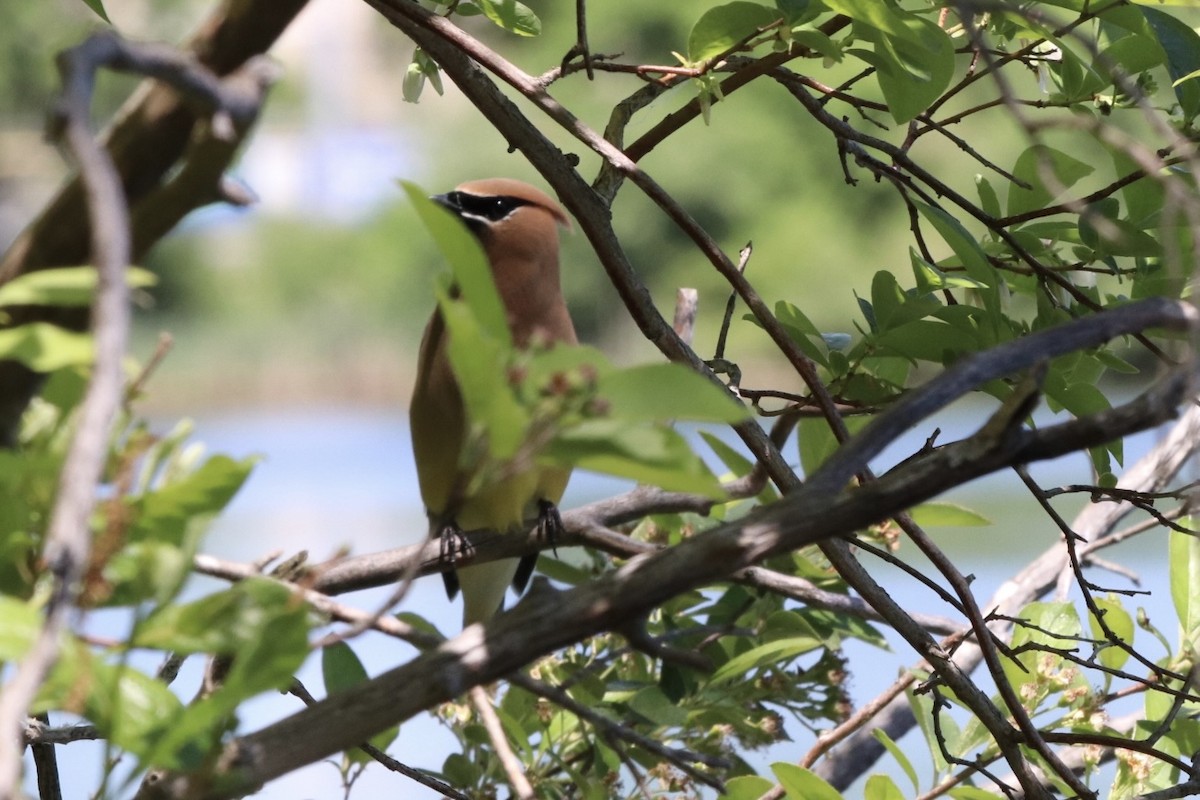 Cedar Waxwing - Carolyn Archer