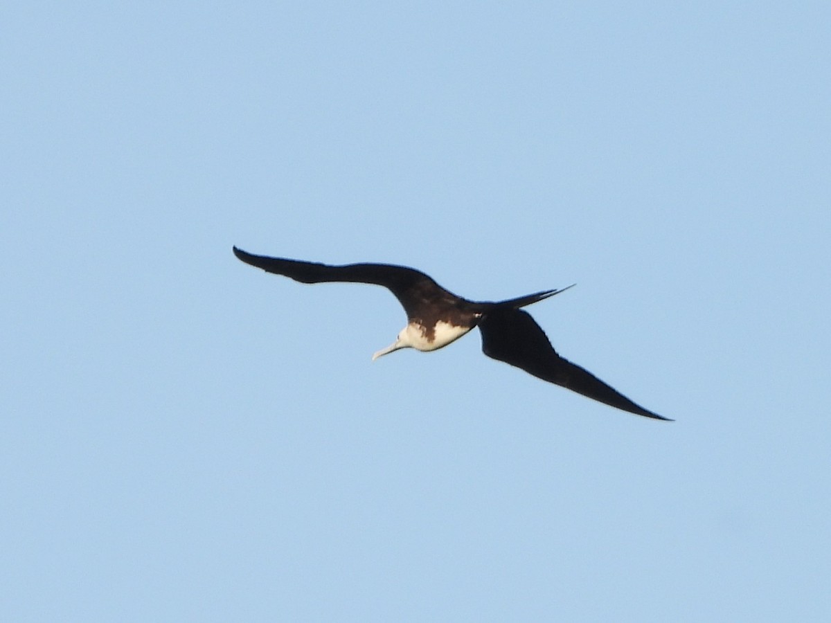 Magnificent Frigatebird - ML619575261