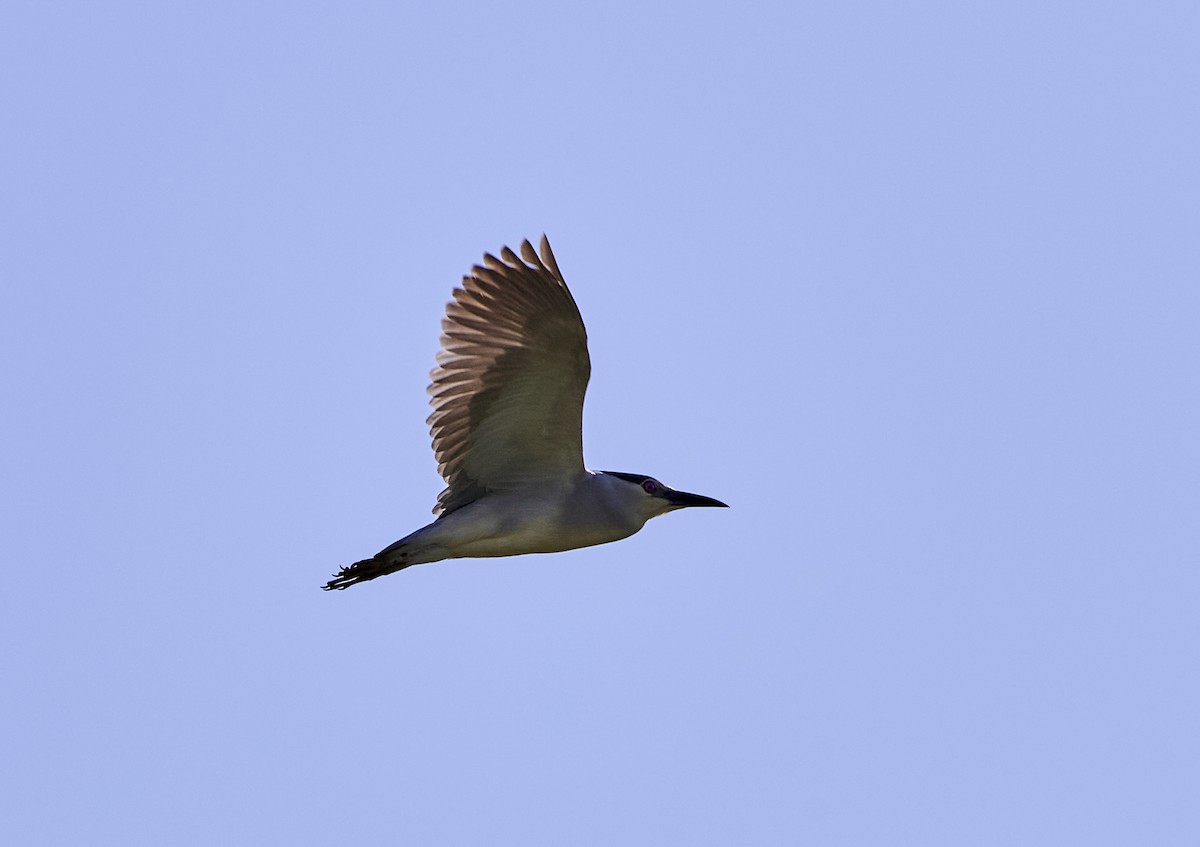 Black-crowned Night Heron - Monika Kolodziej