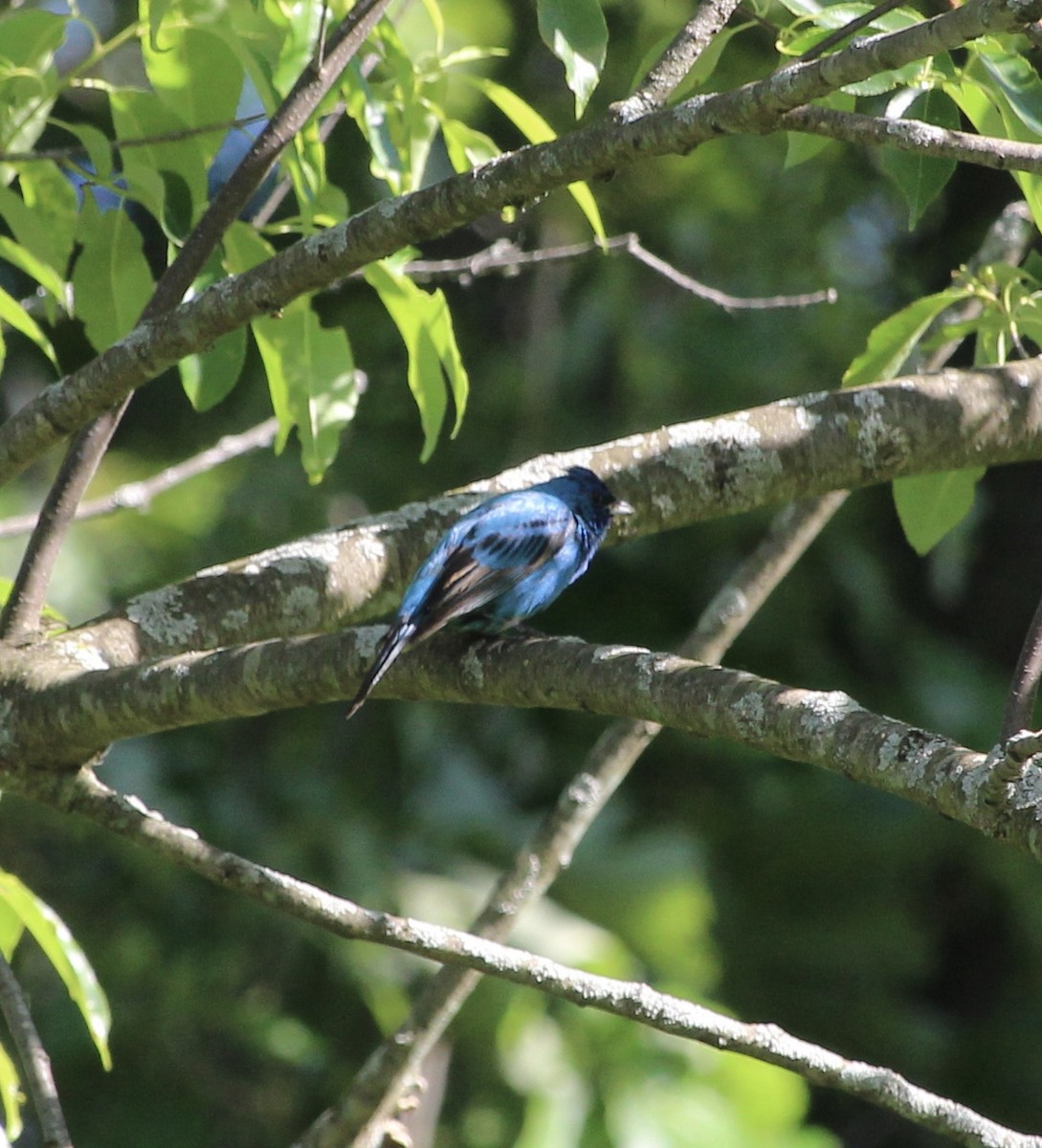 Indigo Bunting - tim klimowski