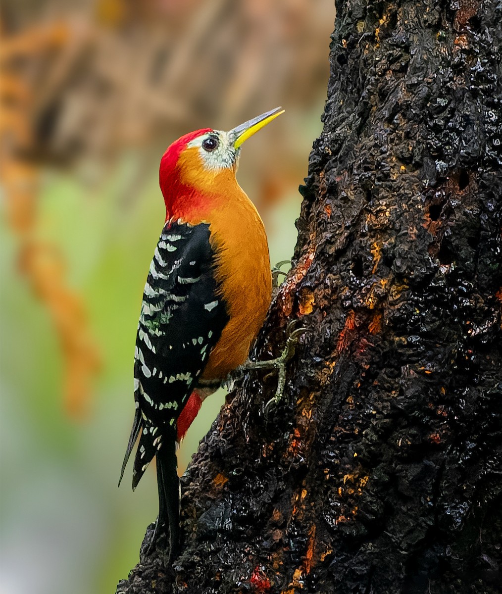 Rufous-bellied Woodpecker - Rahul Chakraborty