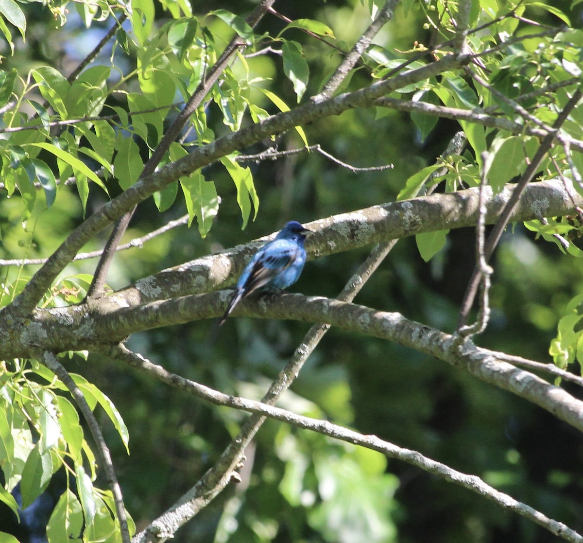 Indigo Bunting - tim klimowski