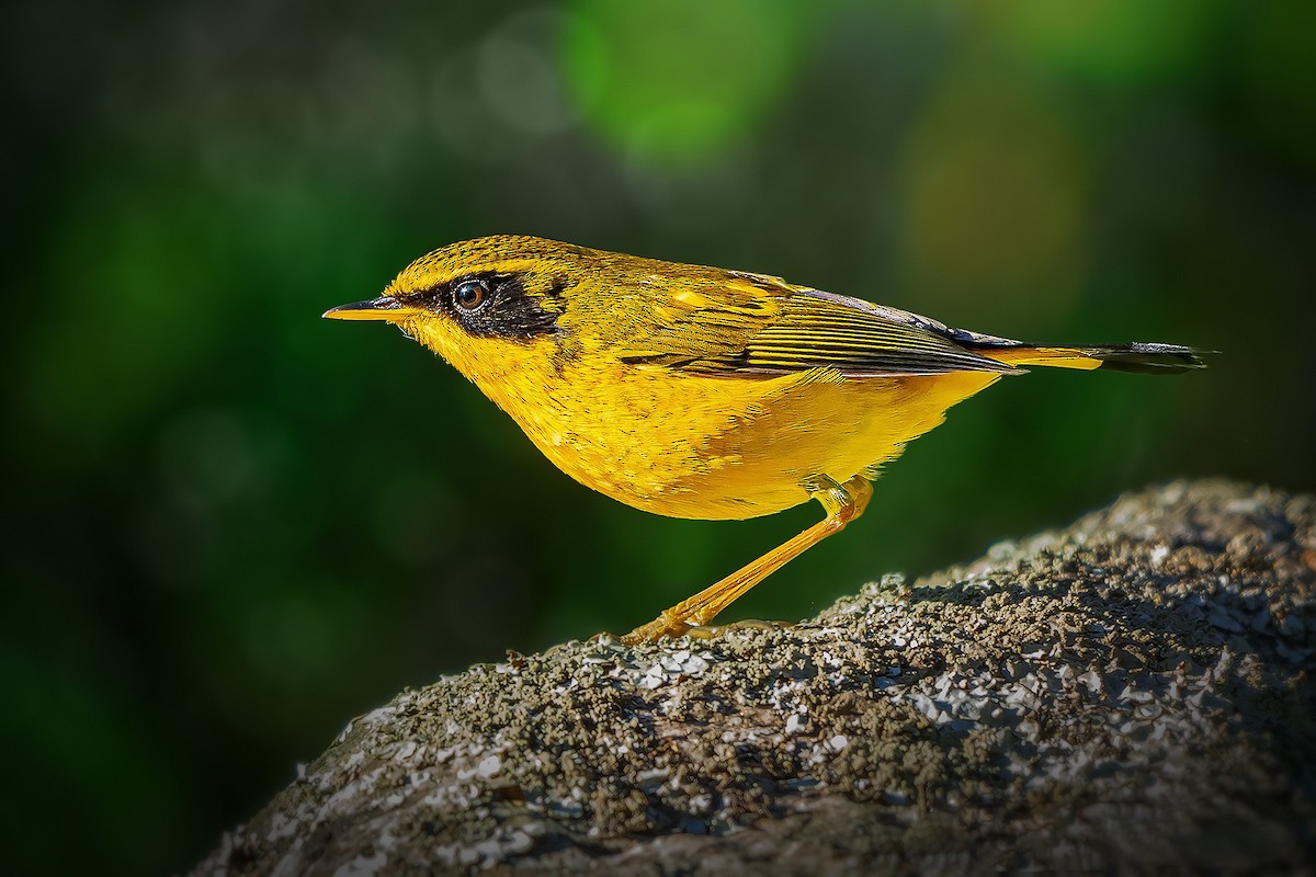 Golden Bush-Robin - Rahul Chakraborty