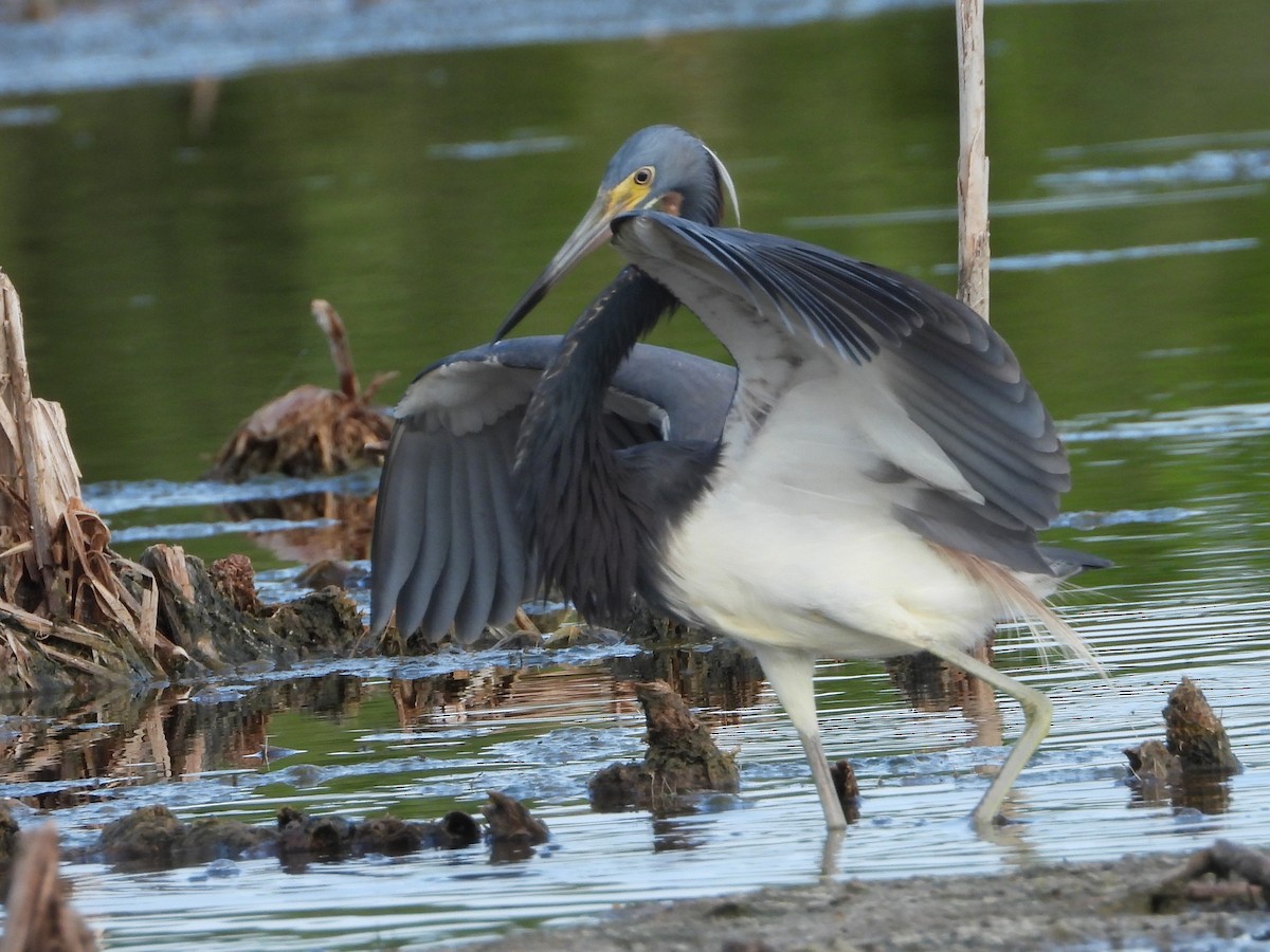 Tricolored Heron - Vickie Amburgey