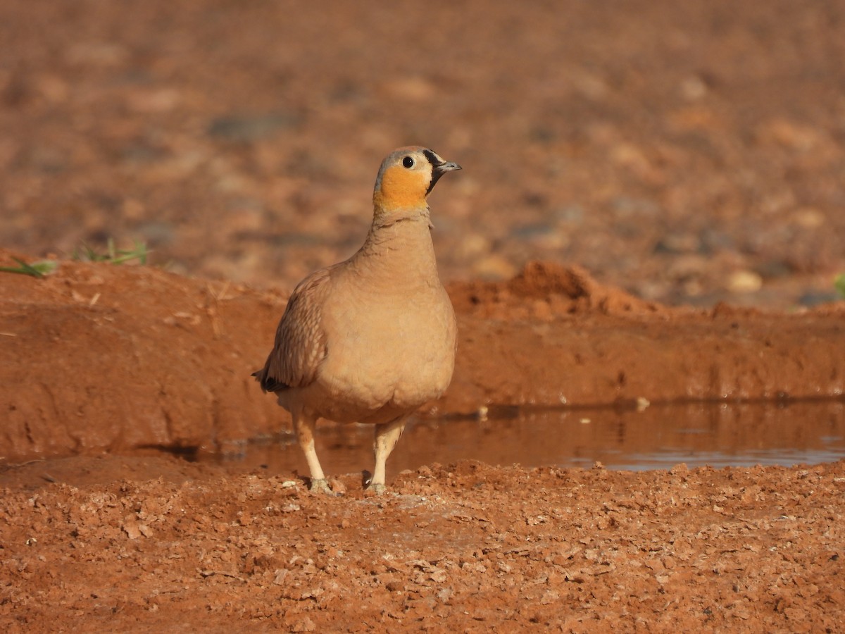 Crowned Sandgrouse - Luís Reino