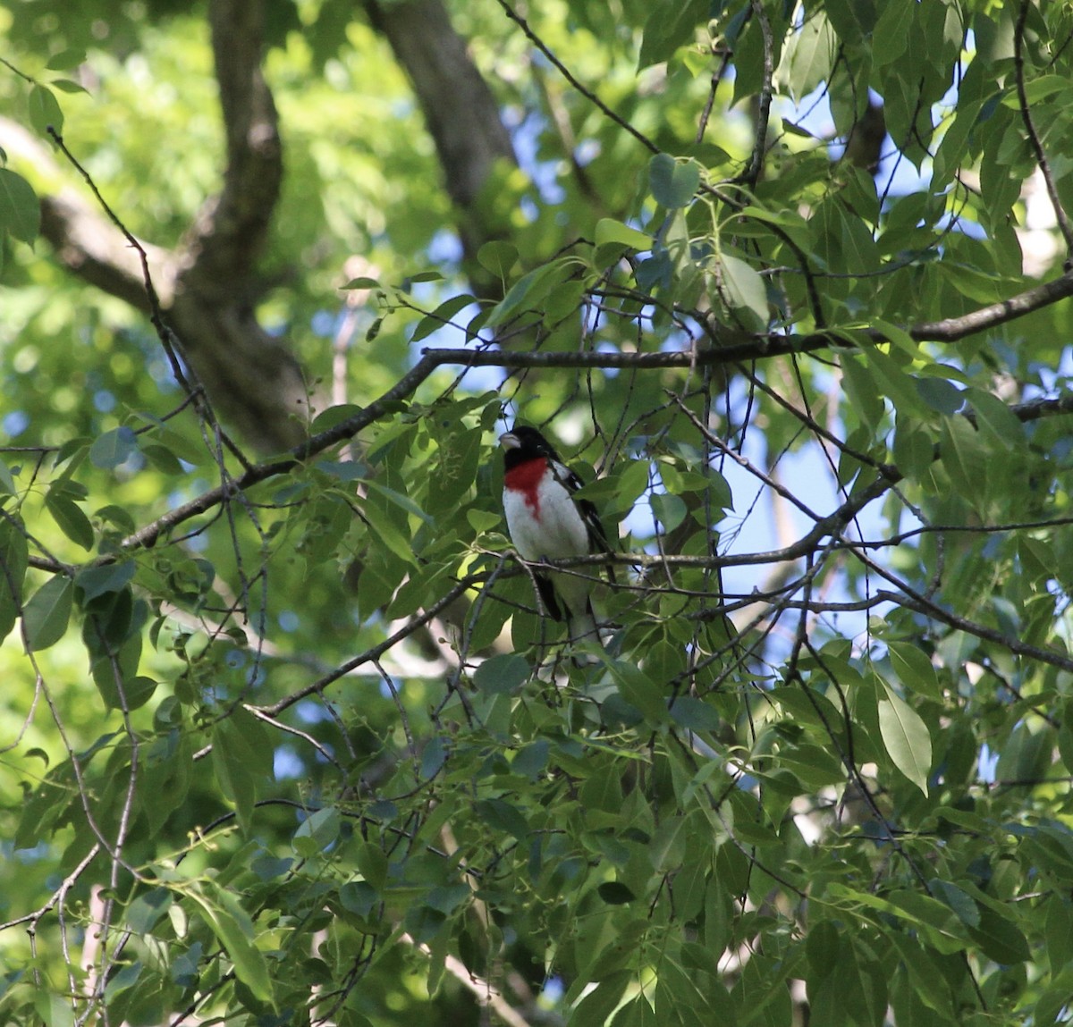 Rose-breasted Grosbeak - tim klimowski