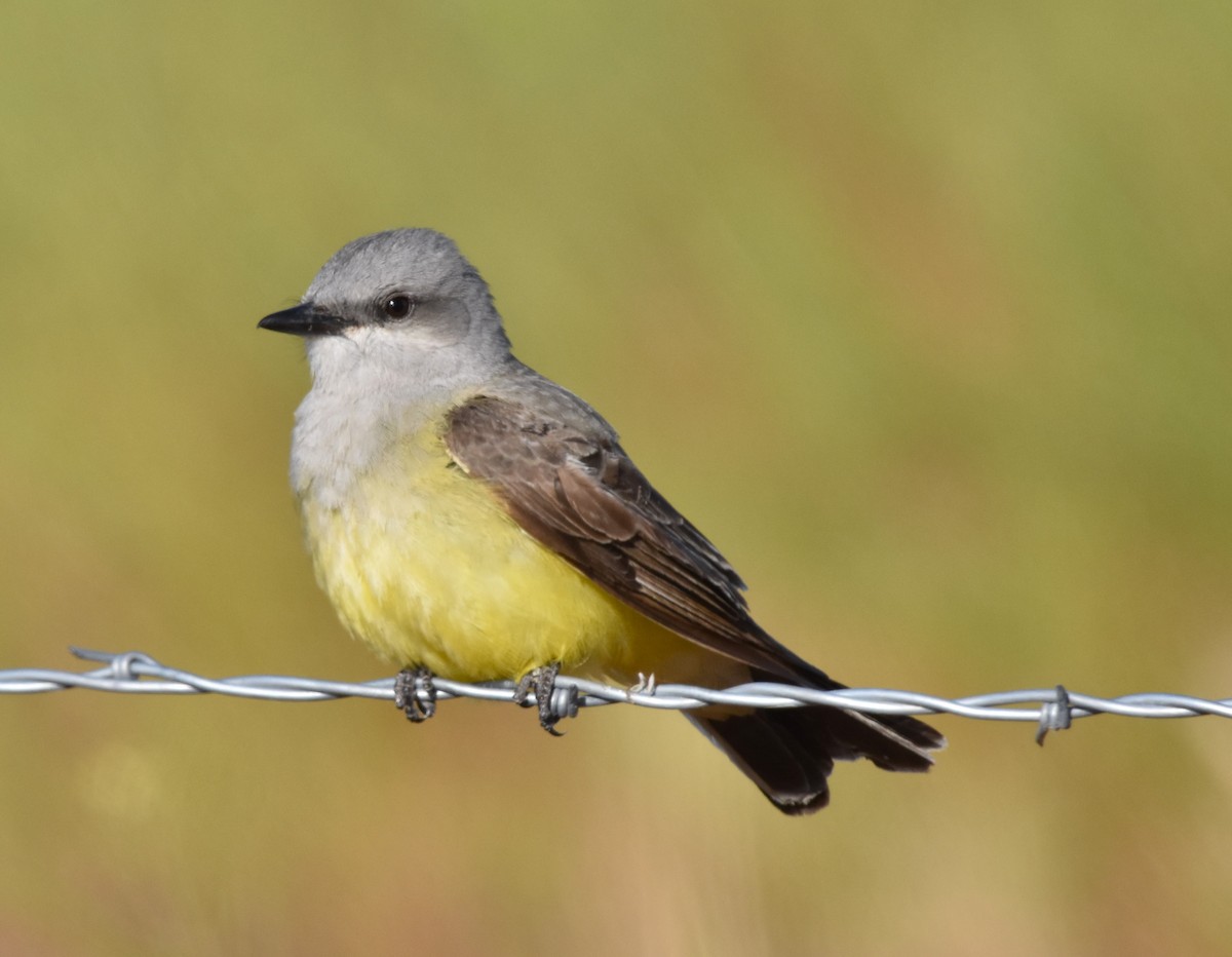 Western Kingbird - ML619575284